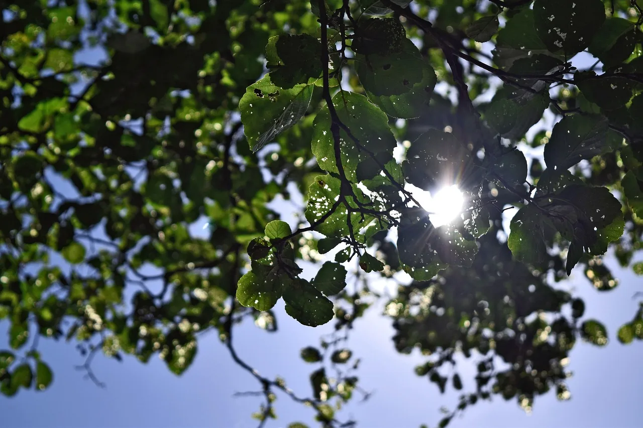 Lumière du soleil à travers des feuilles vertes