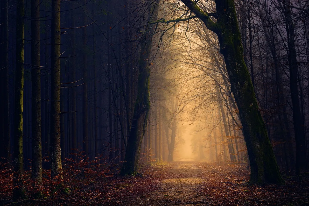 Lumière au bout d'un sentier sombre en forêt