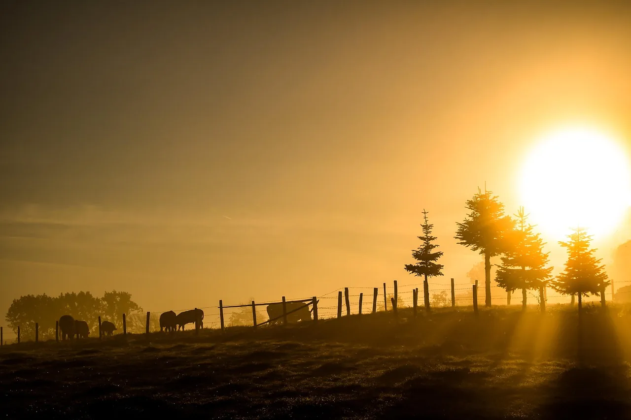 Chaude lumière du matin sur une prairie brumeuse