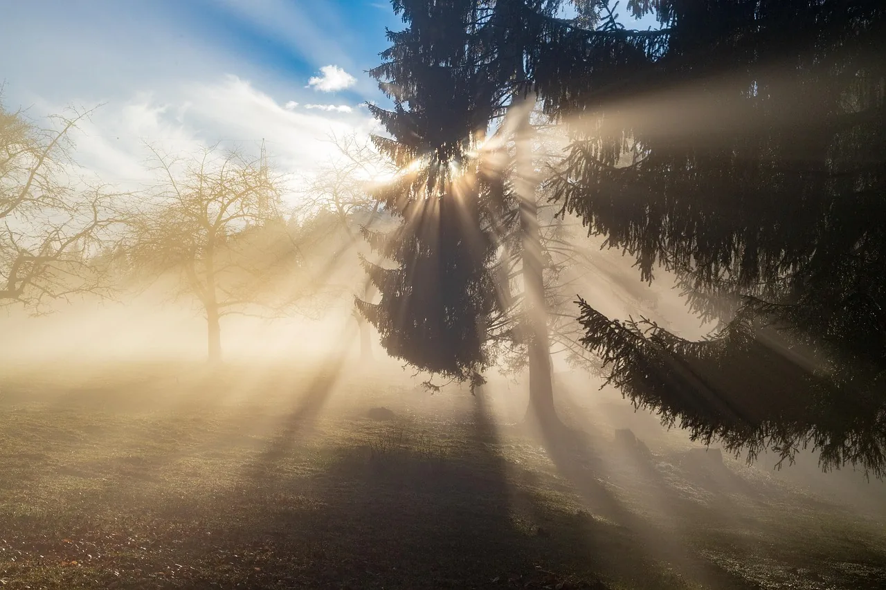 La lumière perce les branches d'un arbre dans la brume du matin