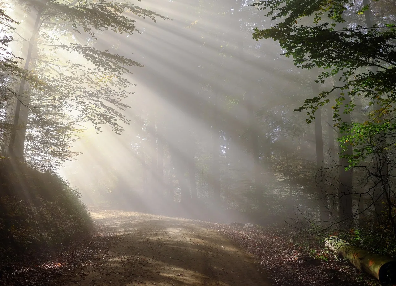 Lumière du soleil sur un sentier forestier dans la brume du matin