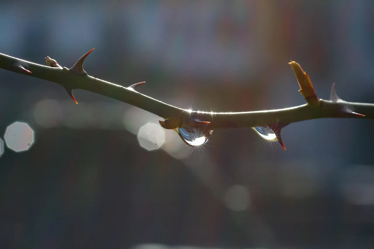 Gouttes d'eau sur une branche à contre-jour