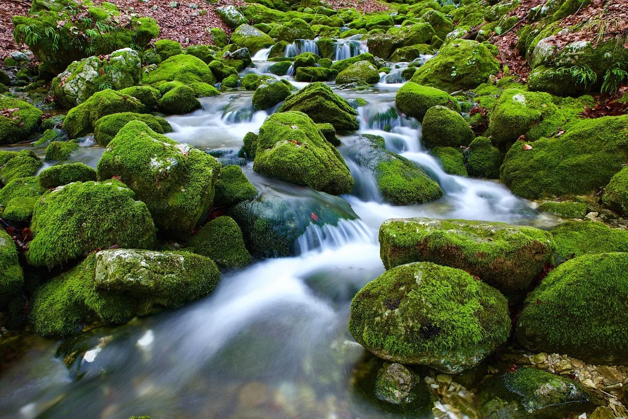 Ruisseau vert sur des pierres couvertes de mousse