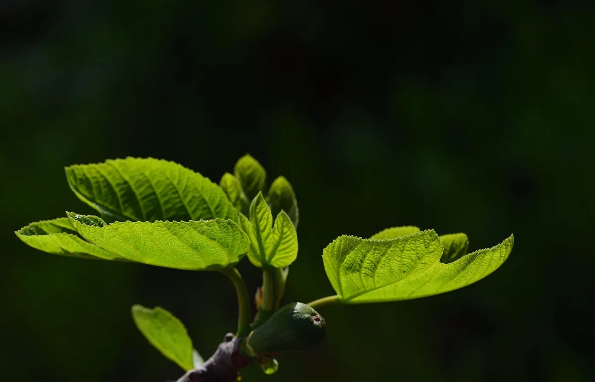 Feuilles de figuier sur l'arbre