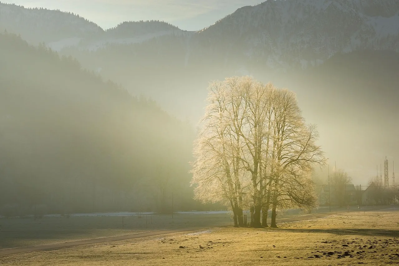 Ein einzelner Baum in weiter Landschaft im Morgenlicht