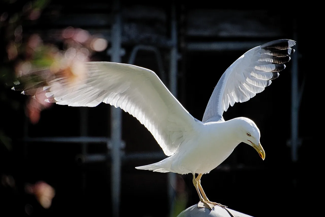 Un oiseau blanc déploie ses ailes