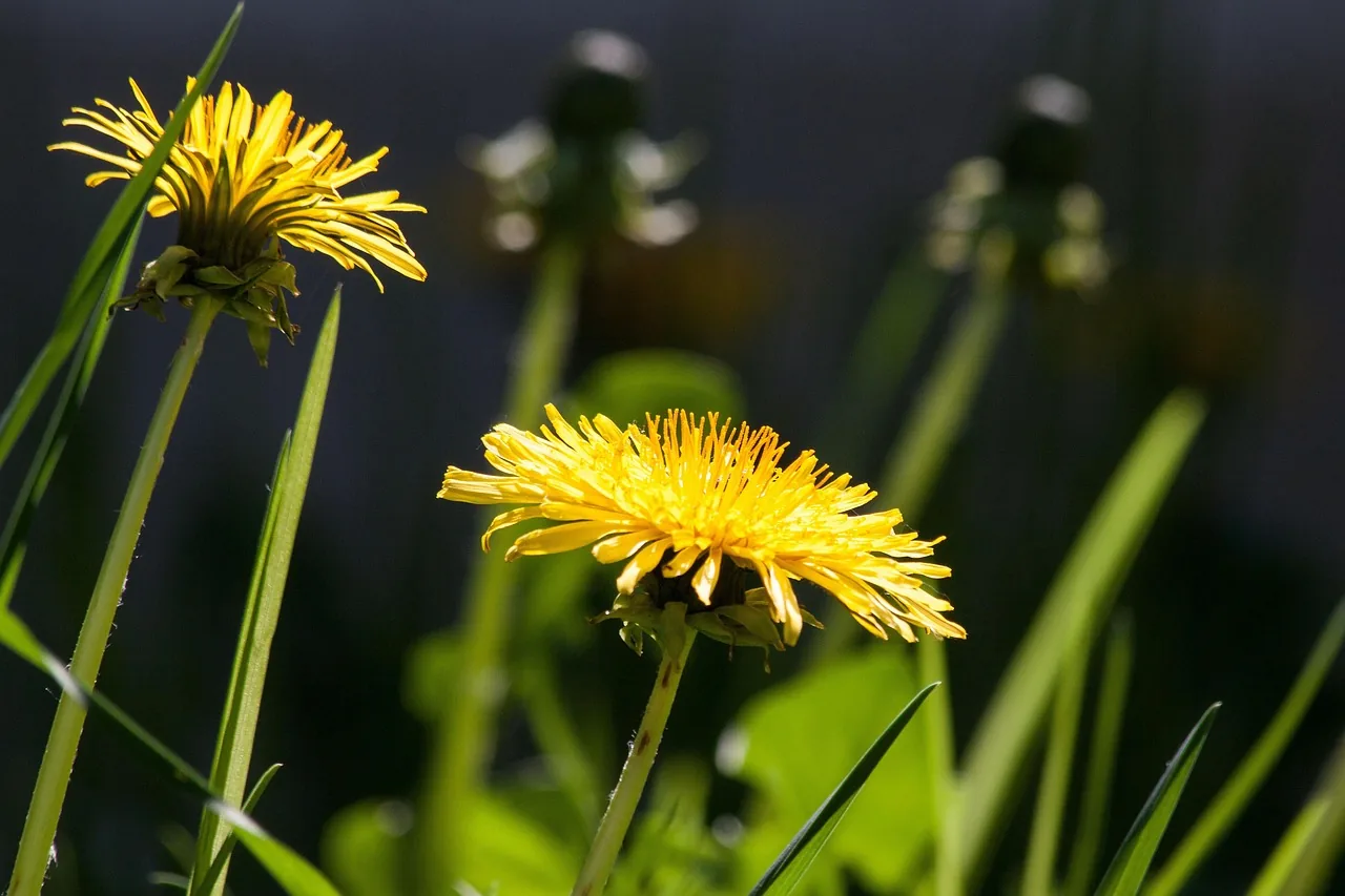 Fleurs jaunes dans la lumière du soleil