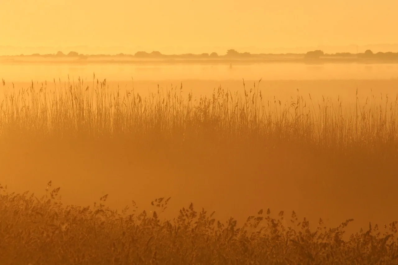 Roseaux dorés dans la brume du matin