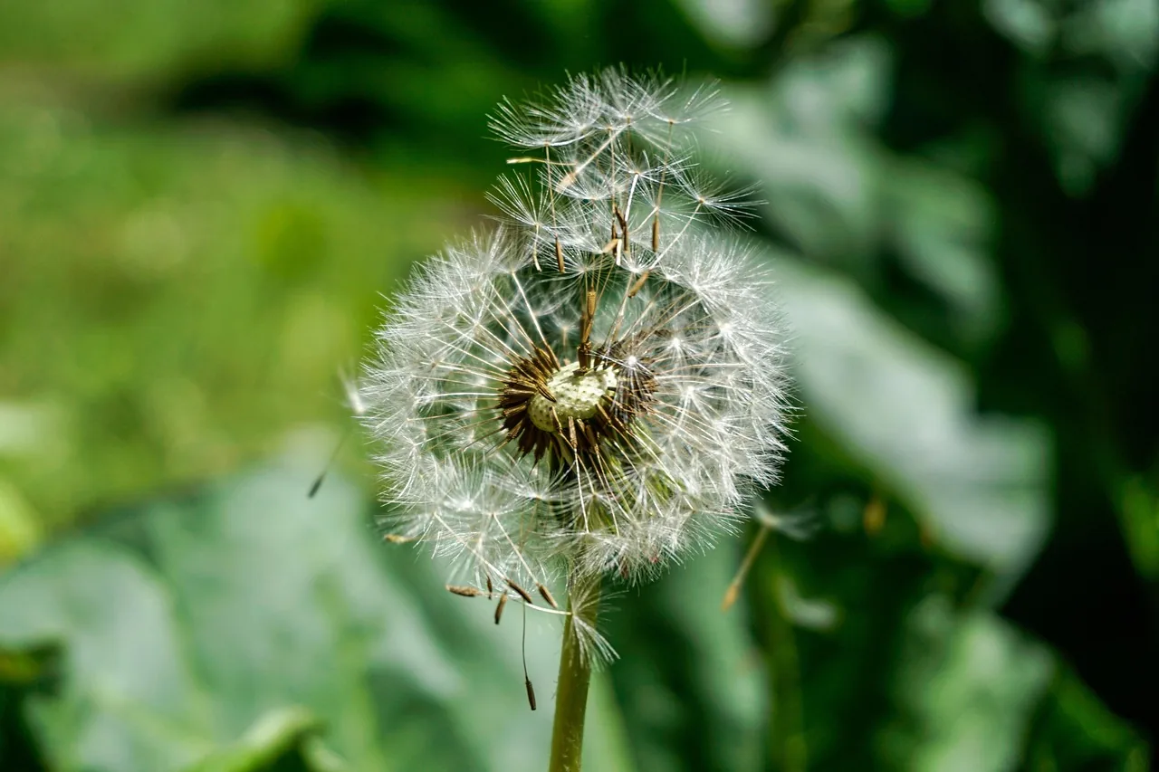 Pissenlit avec ses graines dans la lumière