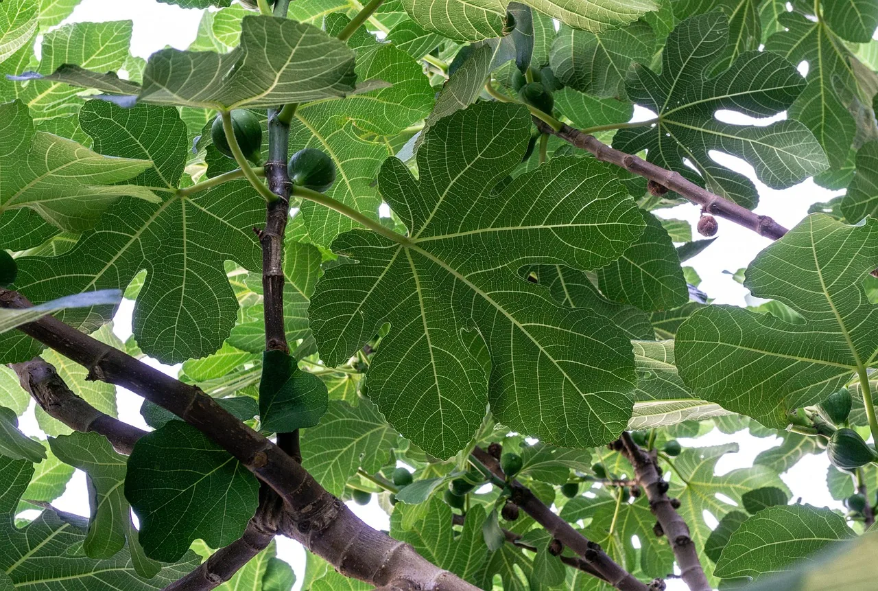 Les grandes feuilles d'un figuier