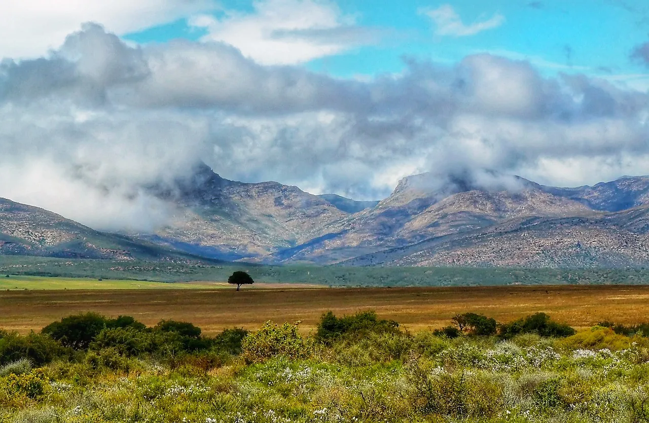 Un arbre seul dans un vaste paysage brumeux