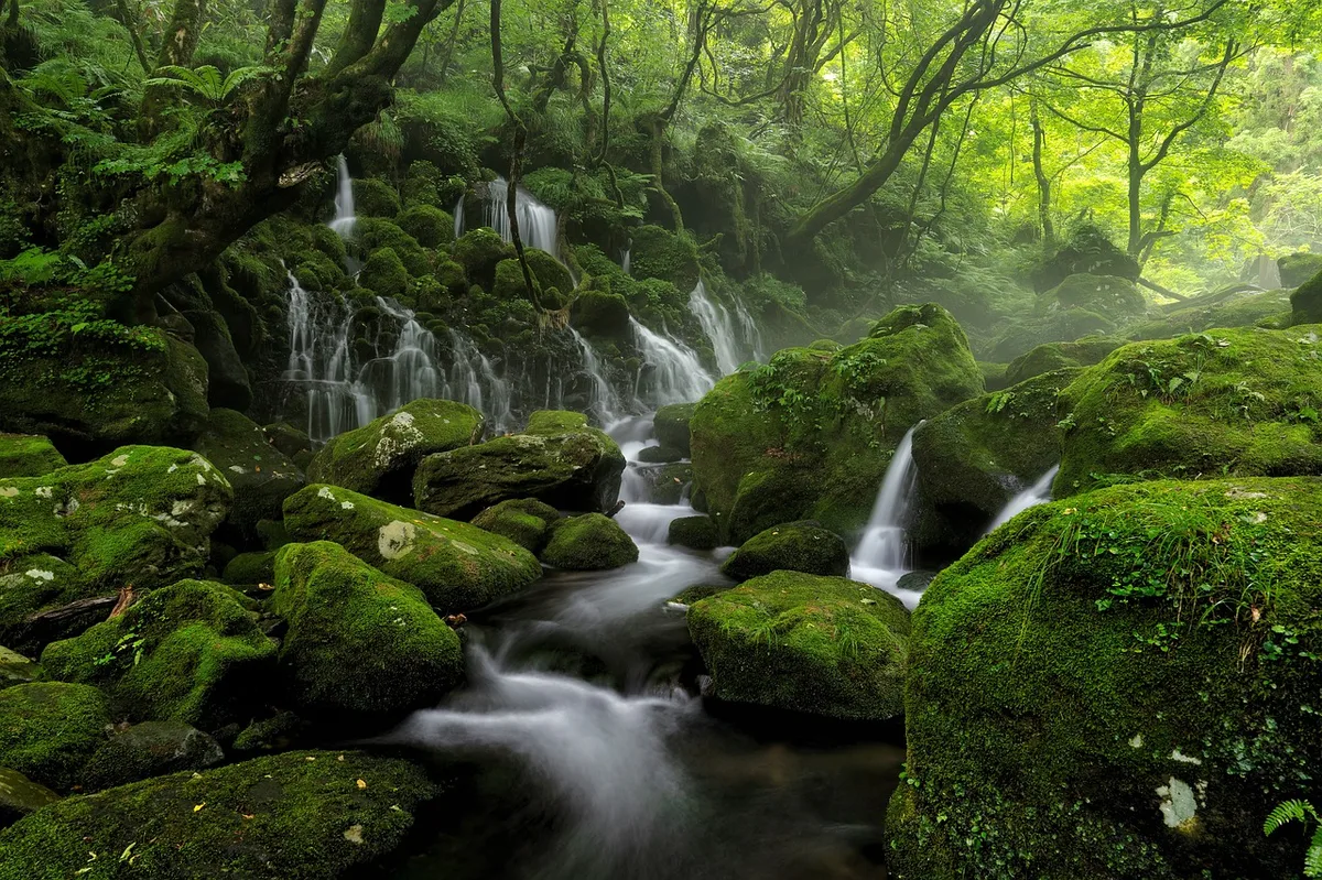Source d'eau naturelle en forêt