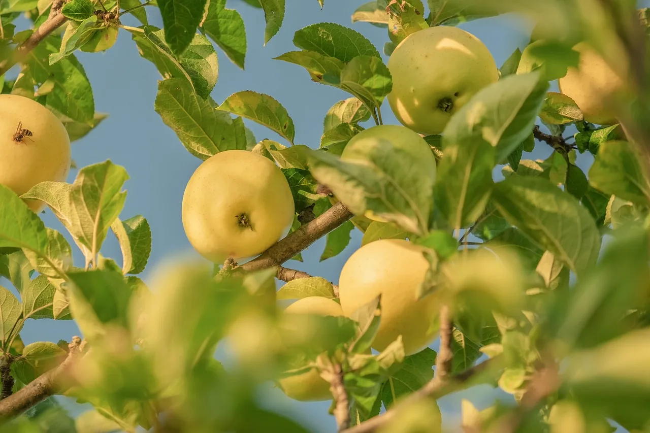 Des pommes mûres sur une branche