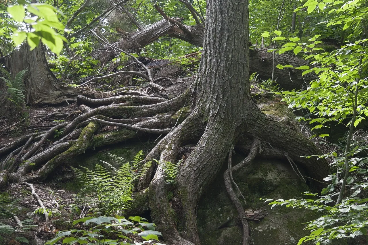 Les racines dégagées d'un arbre dans une forêt verte