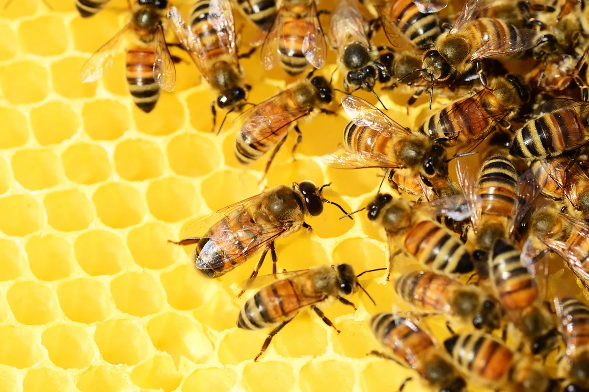 Abeilles sur le rayon de miel